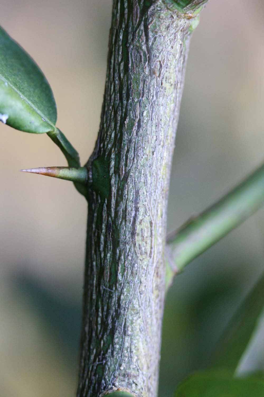            Second - third year twig (Stow #7, Riverside, CA)   